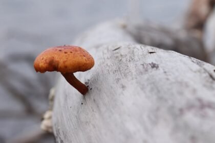 Jedna narančastosmeđa gljiva raste sa strane glatkog, izblijedjelog, svijetlosivog trupca. Pozadina je mutna, ističući gljivu i trupac te dajući osjećaj mirnog, prirodnog okruženja.